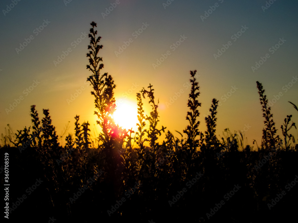 Plants on the background of the evening sun, sunset.