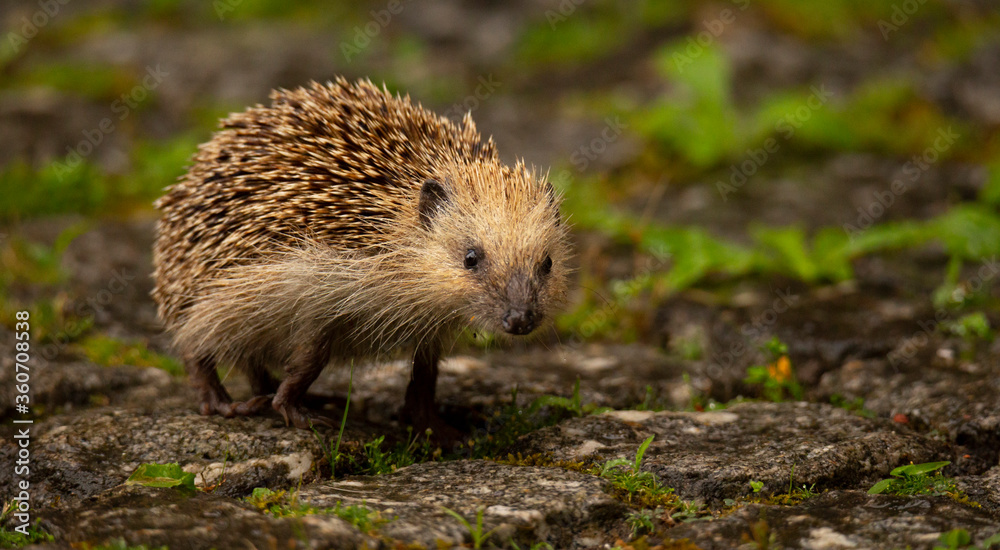 An Hedgehog looking for food in my backyard garden, Povoa de Lanhoso, Portugal. An Hedgehog looking for food in my backyard garden, Povoa de Lanhoso, Portugal.