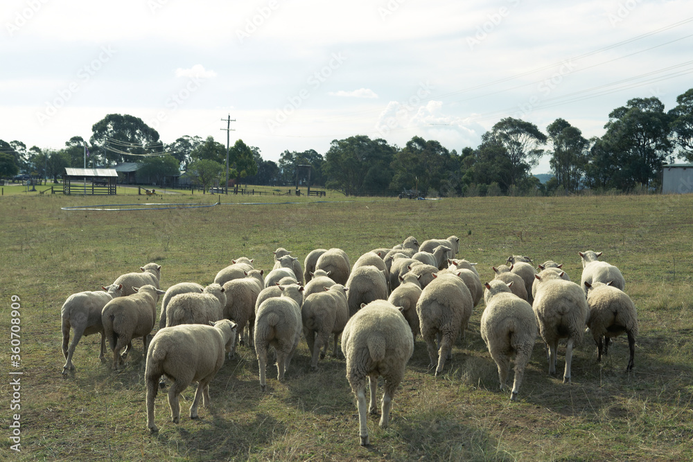 Obraz premium sheep in the field