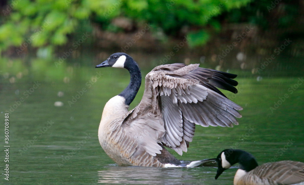 Canada goose preparing for take off from the lake Canada goose preparing for take off from the lake