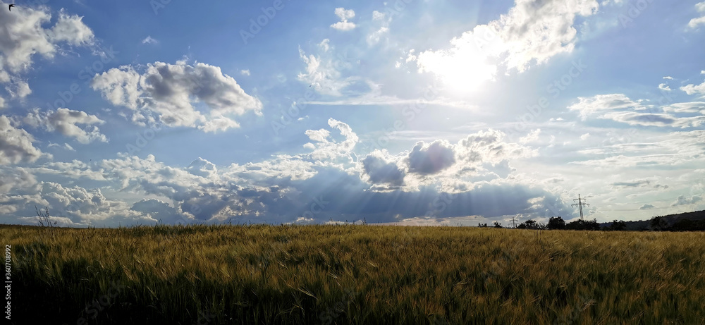 Kulturlandschaft Weizenfeld im Panorama mit Himmel und Wolken