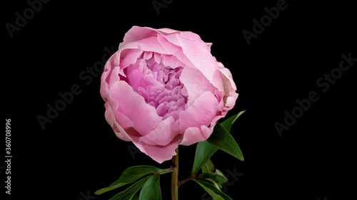 Macro time lapse opening and wilting peony flower, isolated on pure black background