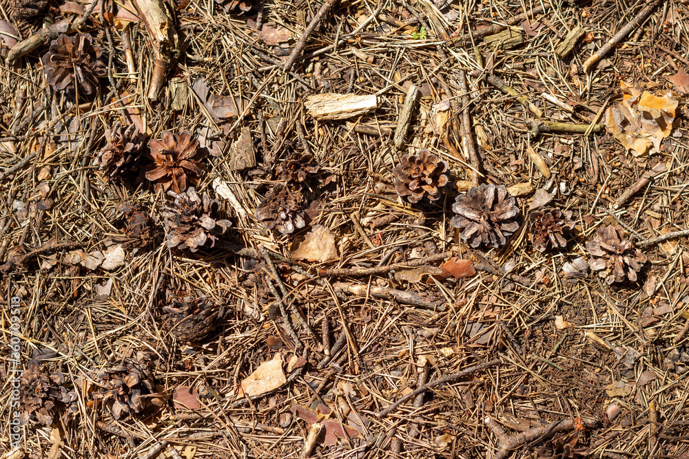 The soil surface in the forest, covered with fallen needles, leaves and twigs. The soil surface in the forest, covered with fallen needles, leaves and twigs.