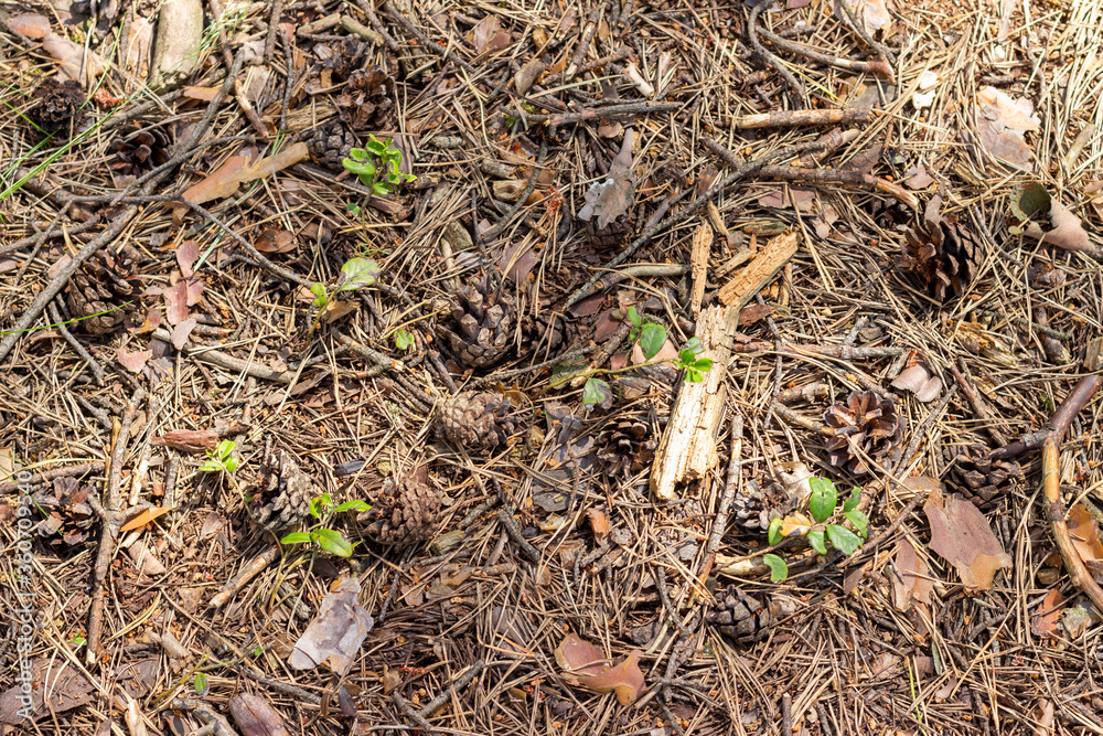 The soil surface in the forest, covered with fallen needles, leaves and twigs. The soil surface in the forest, covered with fallen needles, leaves and twigs.