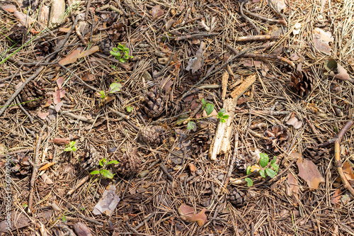 The soil surface in the forest, covered with fallen needles, leaves and twigs.