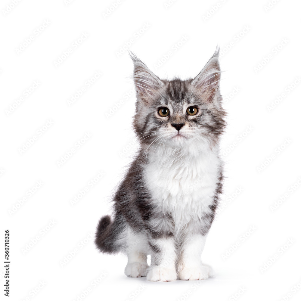 Bad ass silver tabby with white Maine Coon cat kitten, standing facing front. Looking towards camera with yellow eyes. Isolated on white background.