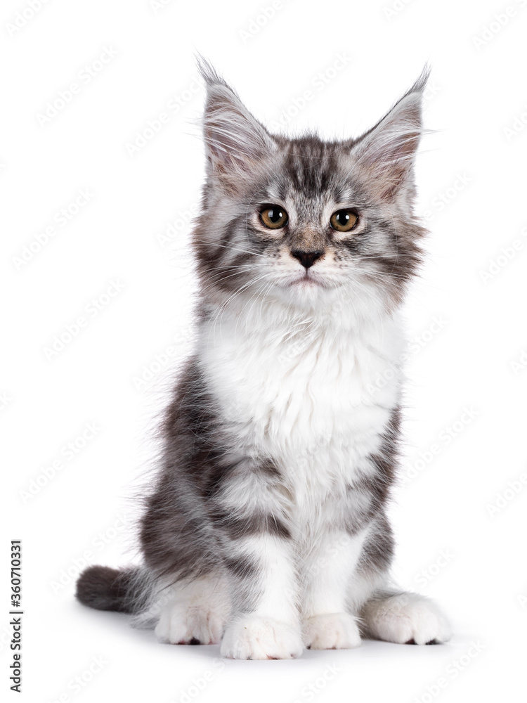 Bad ass silver tabby with white Maine Coon cat kitten, sitting facing front. Looking towards camera with yellow eyes. Isolated on white background.