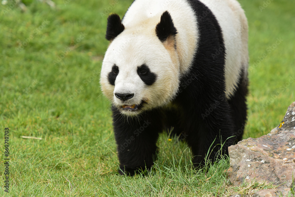 Obraz premium panda