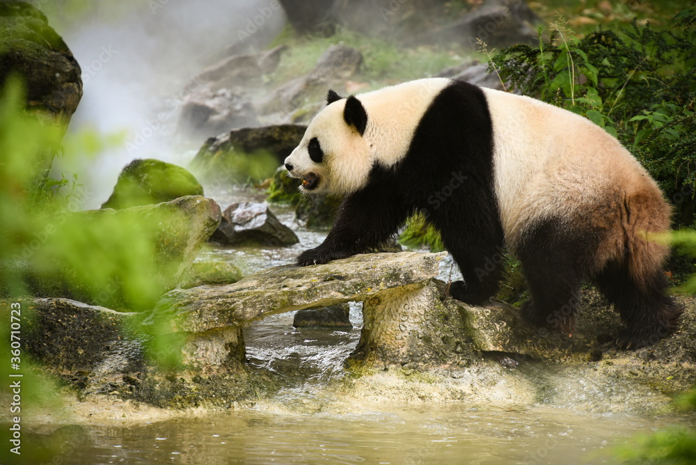 Fototapeta premium panda