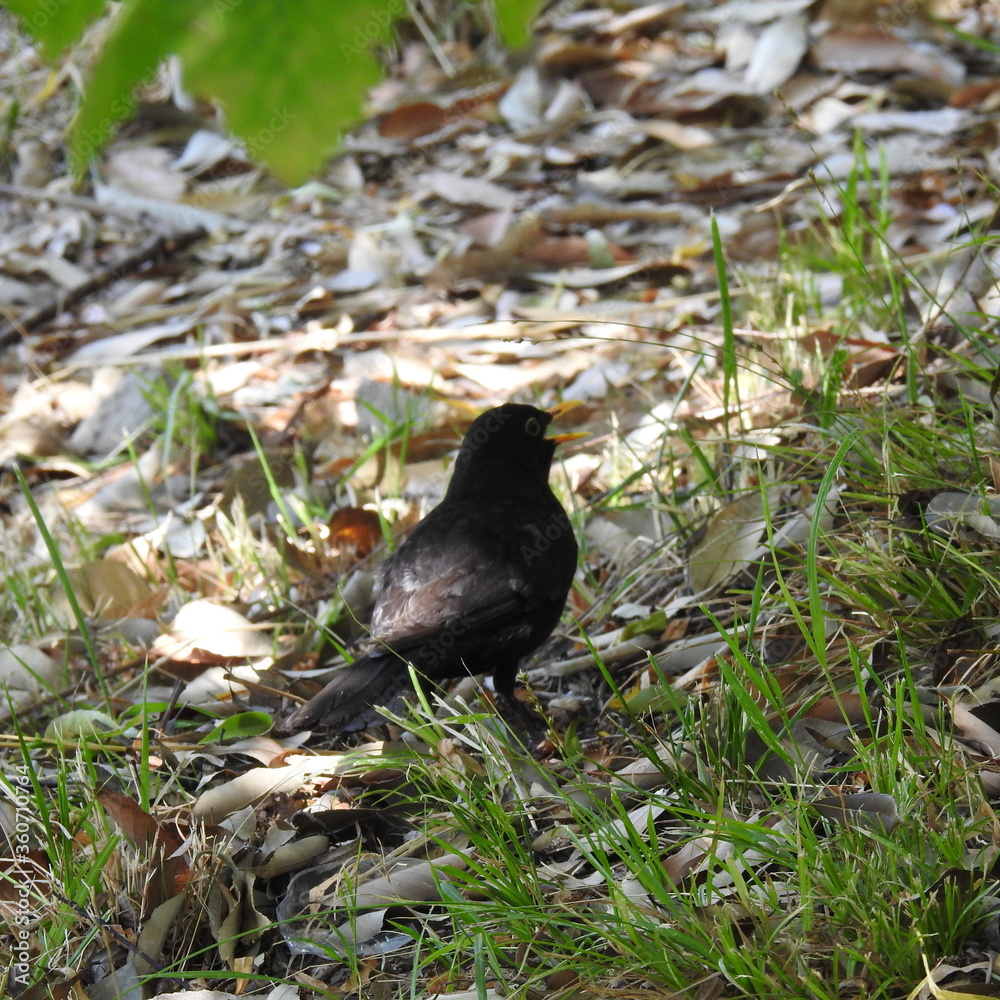 Obraz premium crow on the grass