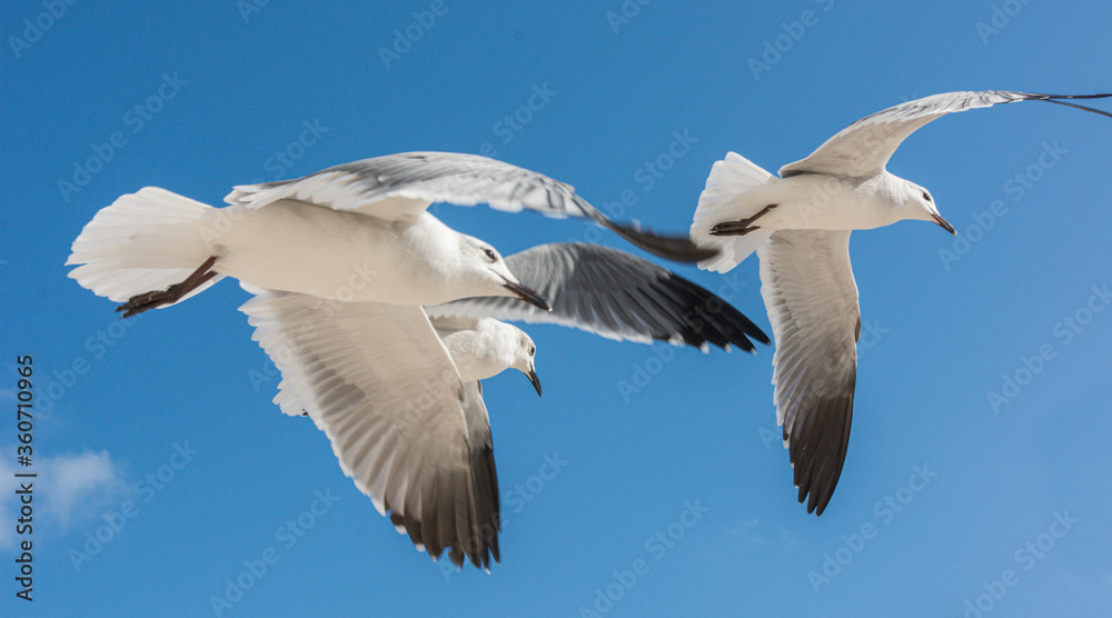 Seagulls Seagulls
