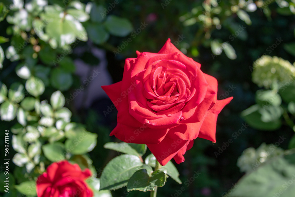 A bush of bright raspberry roses on an early sunny morning. A bush of bright raspberry roses on an early sunny morning.