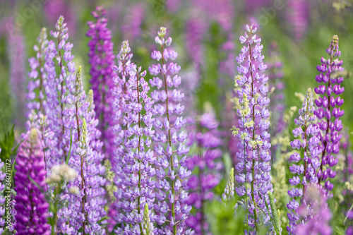 lavender field in provence