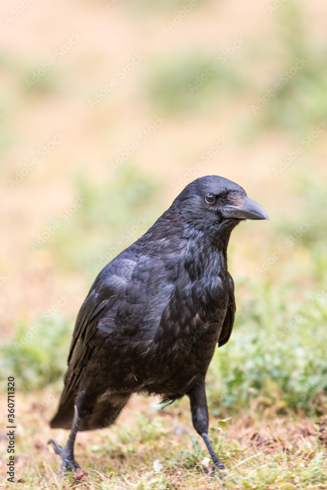 Common Raven also northern raven (in german Kolkrabe) Corvus corax Common Raven also northern raven (in german Kolkrabe) Corvus corax