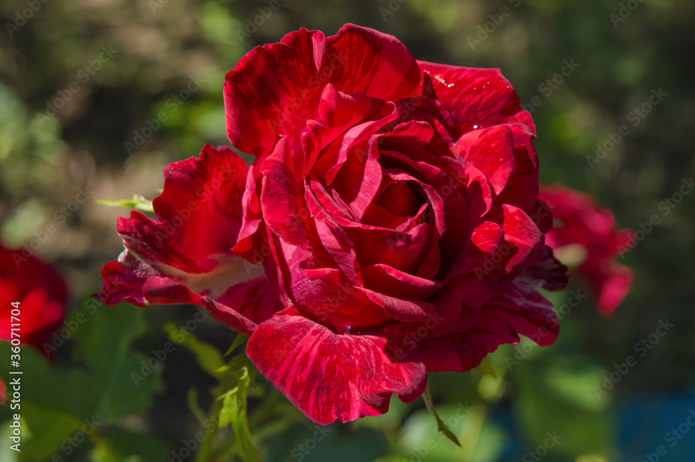 Flower of rose close-up on blurred background Flower of rose close-up on blurred background