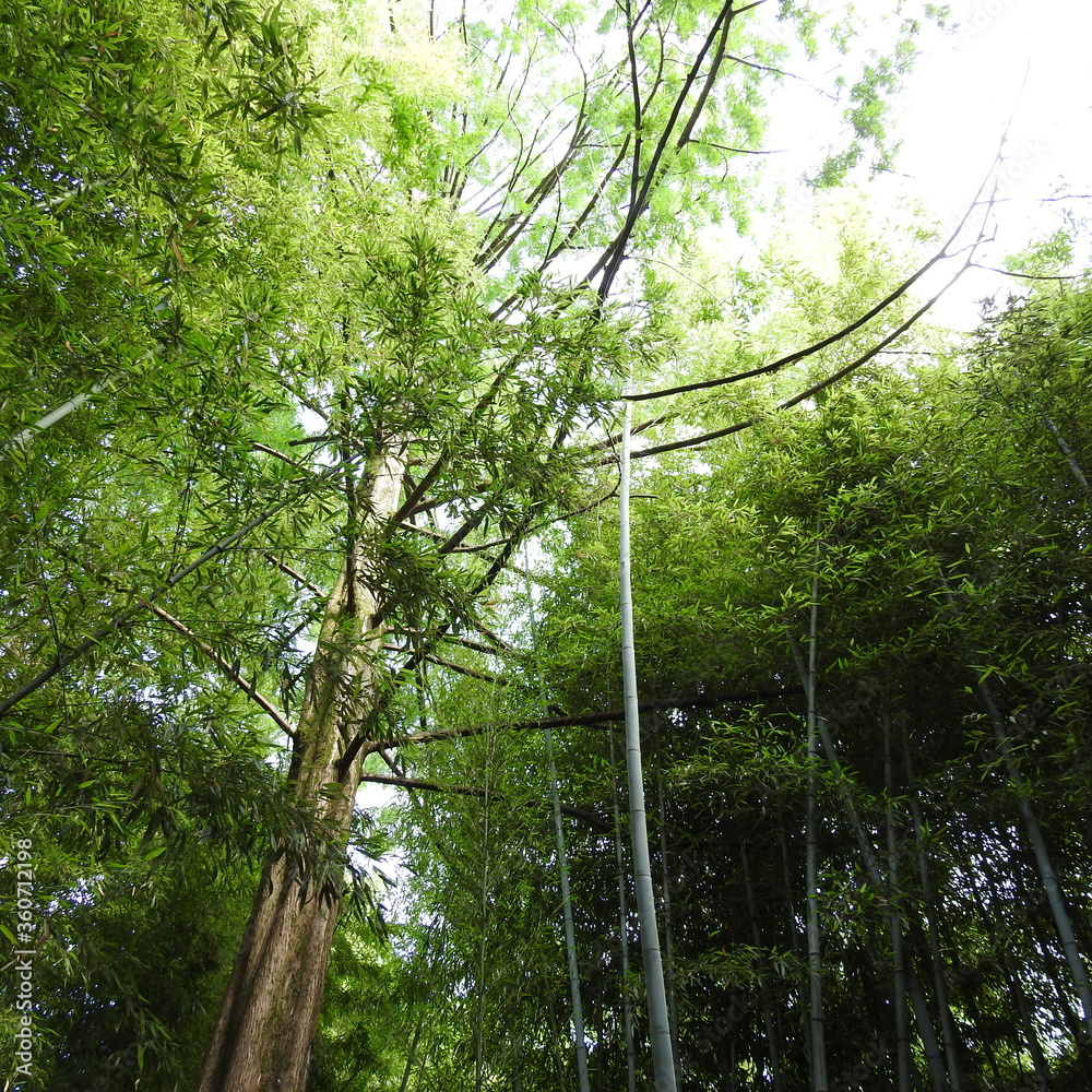 Naklejka premium trees in the forest