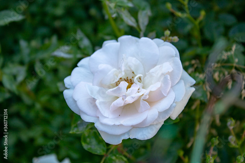 A bush of bright white roses on an early sunny morning.