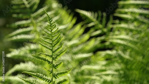 Bright green fern leaves lit by the sun.