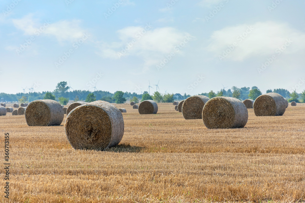 Straw bales in the field. Large field after the harvest on a sunny summer day. Rural landscape.