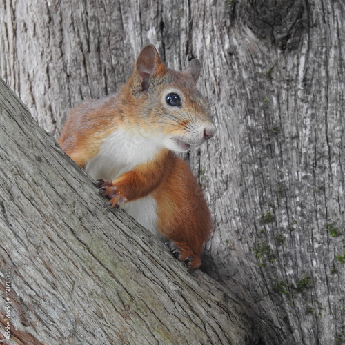 squirrel on a tree © Игорь Чечин