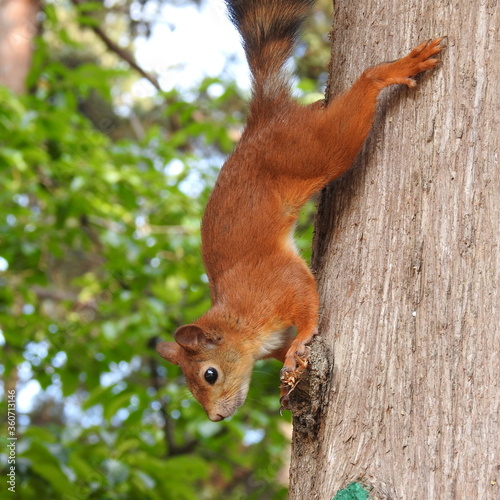 red squirrel on a tree