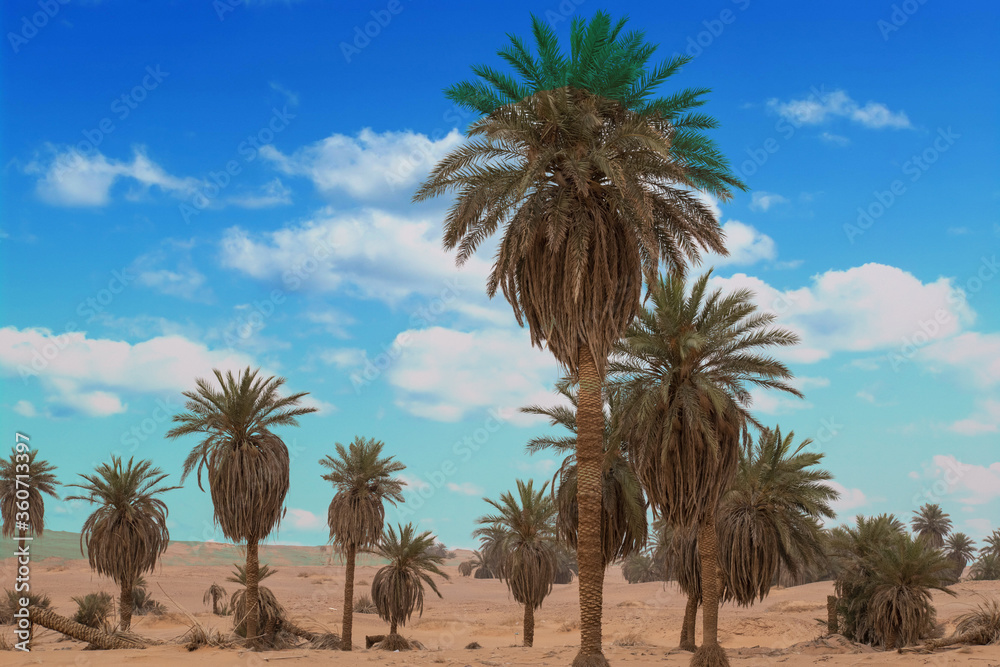 A picture from the desert of Algeria٫Desert palm from the state of Adrar in southern Algeria