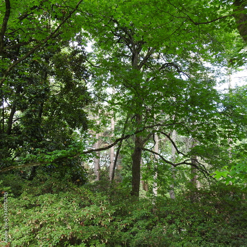 trees in the forest