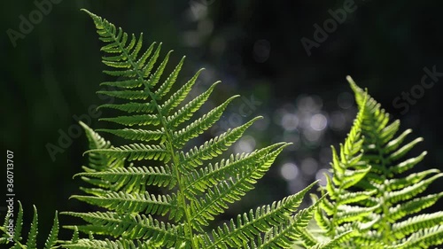 Bright green fern leaves lit by the sun.