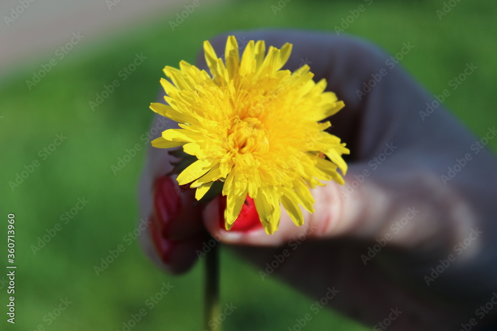 dandelion in the hand dandelion in the hand