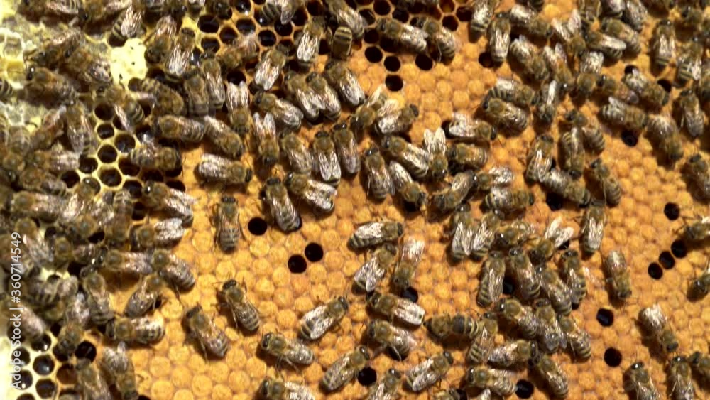 inside a bee hive, close-up of bees sealing the honeycomb