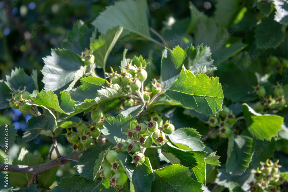 Tree with green fruits of the medicinal hawthorn on an early sunny morning.