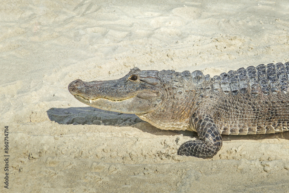 An alligator on sand in the Everglades, Florida An alligator on sand in the Everglades, Florida