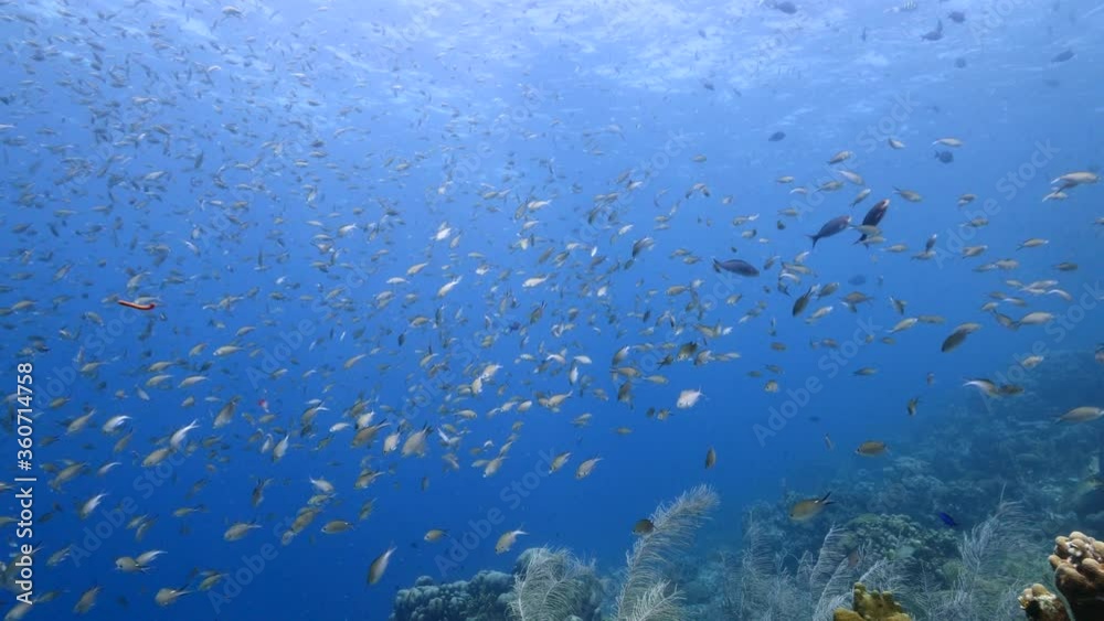 Seascape in shallow water of coral reef in Caribbean Sea / Curacao with fish, coral and sponge
Seascape in shallow water of coral reef in Caribbean Sea / Curacao with fish, coral and sponge
