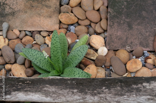 Plant of Leopard lily grows next to an old stump on gravel ground in the garden.