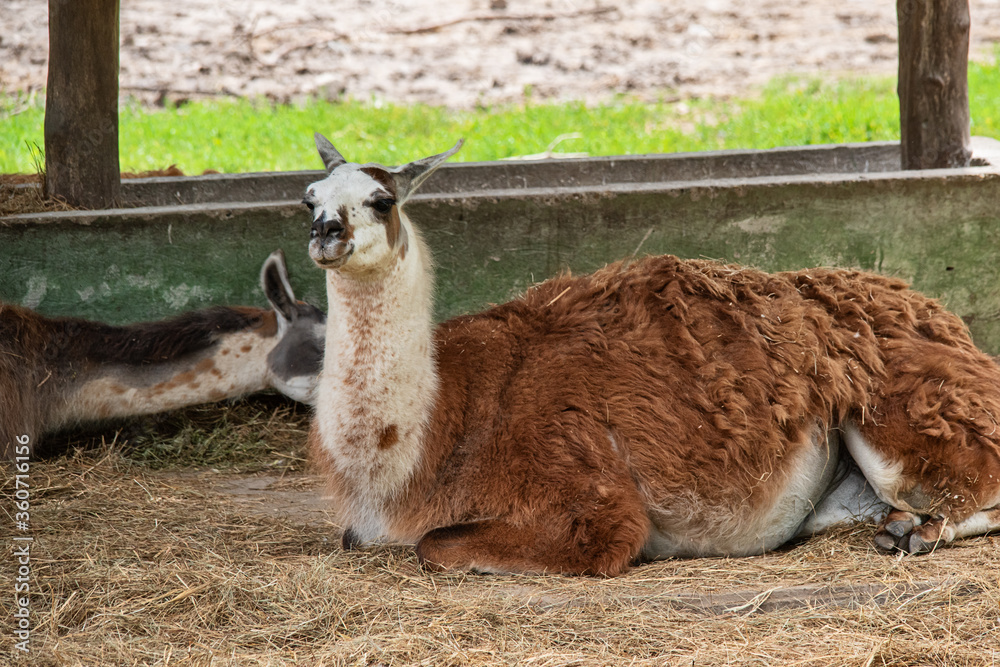 Fototapeta premium Lama in captivity. Lama in zoo