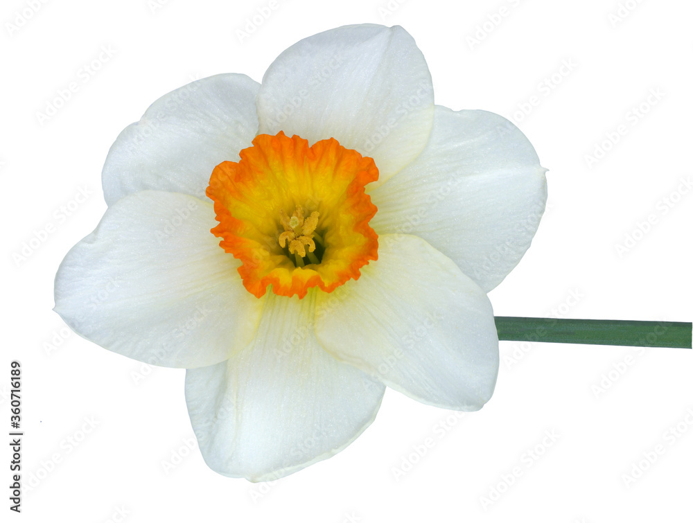 Flower Narcissus isolated on white background Flower Narcissus isolated on white background