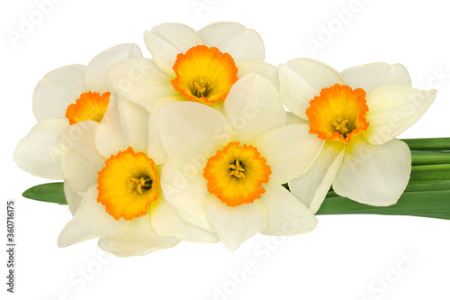 Daffodils isolated on white background