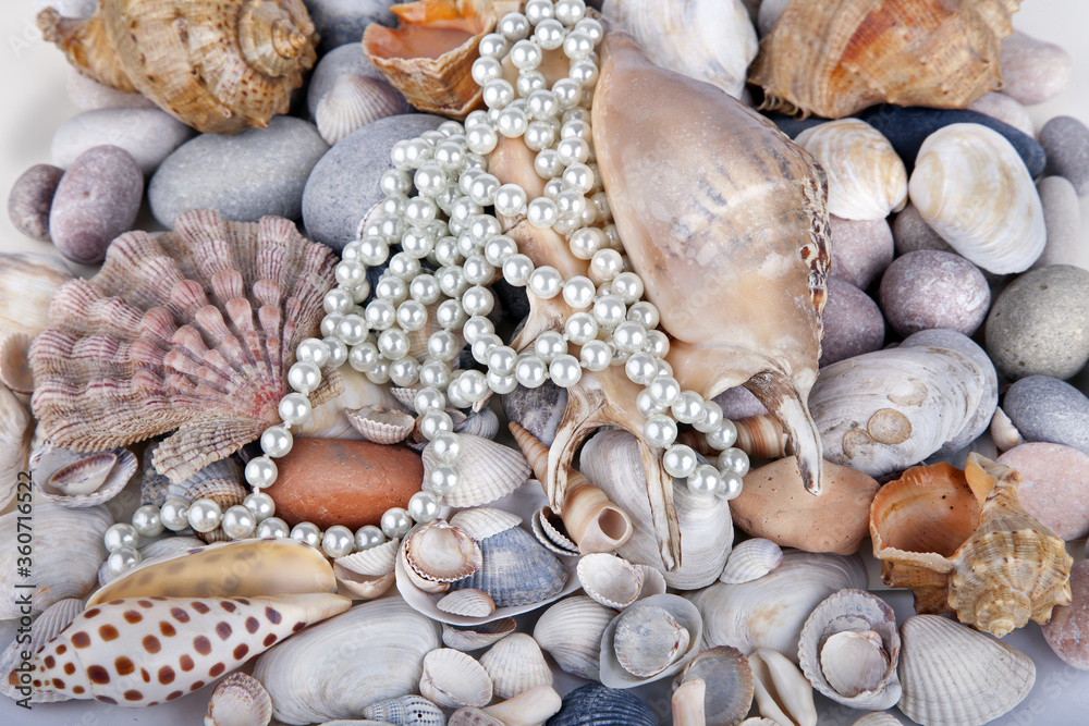 Mixed colorful sea shells as background. Seashells, pearls on summer beach and sand Mixed colorful sea shells as background. Seashells, pearls on summer beach and sand