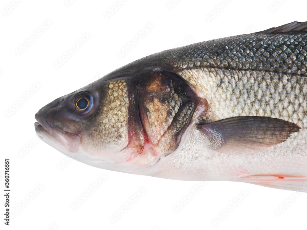 Sea bass fish close up on white background Sea bass fish close up on white background