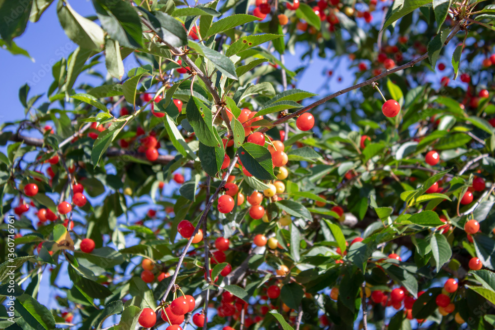 Red cherry on a branch shortly before harvesting in early summer. Red cherry on a branch shortly before harvesting in early summer.