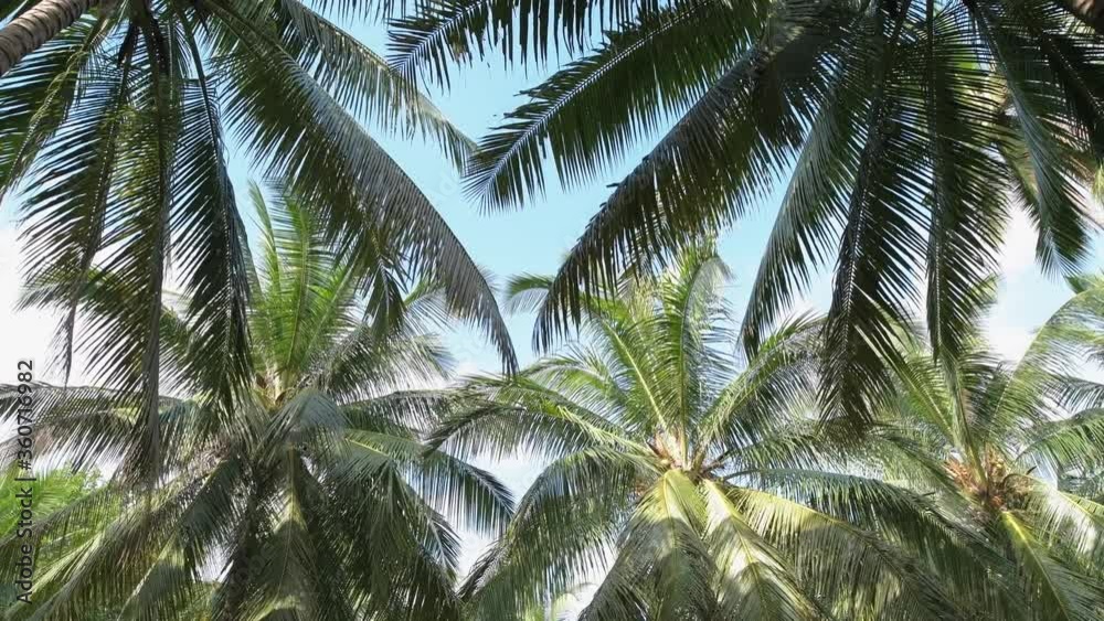 sunny day in the jungle. A tropical forest. Bottom view on the crowns of lush palm trees and tropical trees. Blue sky with white clouds. Untouched nature. sunny day in the jungle. A tropical forest. Bottom view on the crowns of lush palm trees and tropical trees. Blue sky with white clouds. Untouched nature.