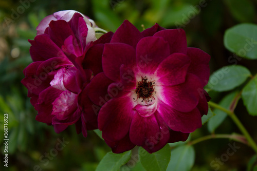 red and pink flower