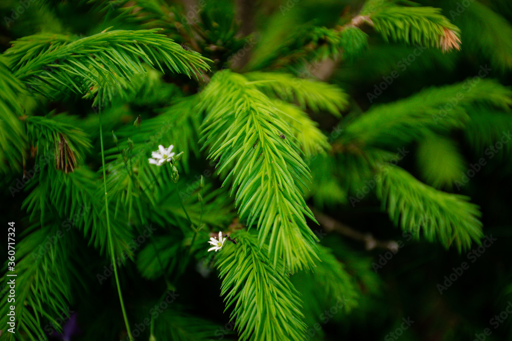 close up of green pine needles close up of green pine needles
