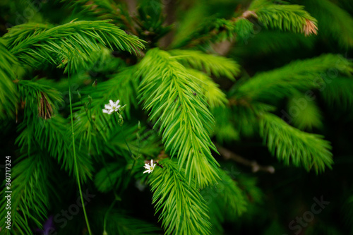 close up of green pine needles © B. Van
