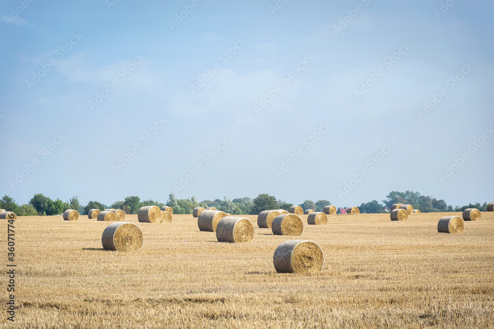 Straw bales in the field. Large field after the harvest on a sunny summer day. Rural landscape.