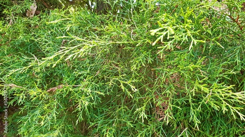 green grass background