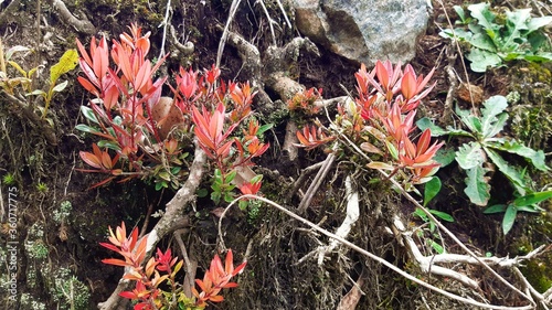 red flower in the forest