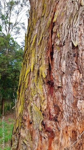bark of a tree