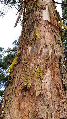 old tree trunk