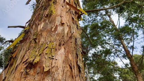 tree in the forest